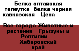 Белка алтайская телеутка, белка черная кавказская › Цена ­ 5 000 - Все города Животные и растения » Грызуны и Рептилии   . Хабаровский край,Комсомольск-на-Амуре г.